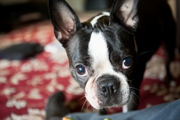 Watching out for your pet during the dog days of summer