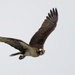 940 miles: Langley ospreys find new home