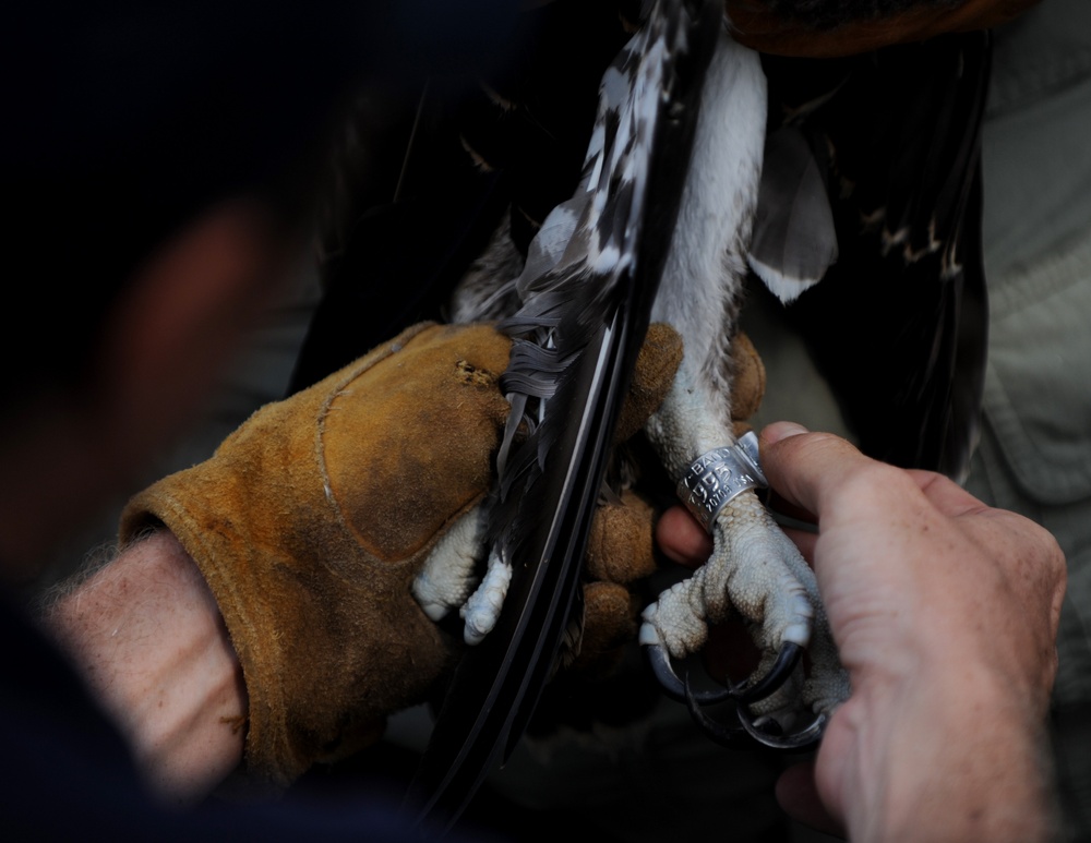940 miles: Langley ospreys find new home