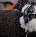 940 miles: Langley ospreys find new home
