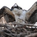 940 miles: Langley ospreys find new home