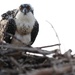 940 miles: Langley ospreys find new home