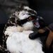 940 miles: Langley ospreys find new home