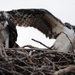 940 miles: Langley ospreys find new home