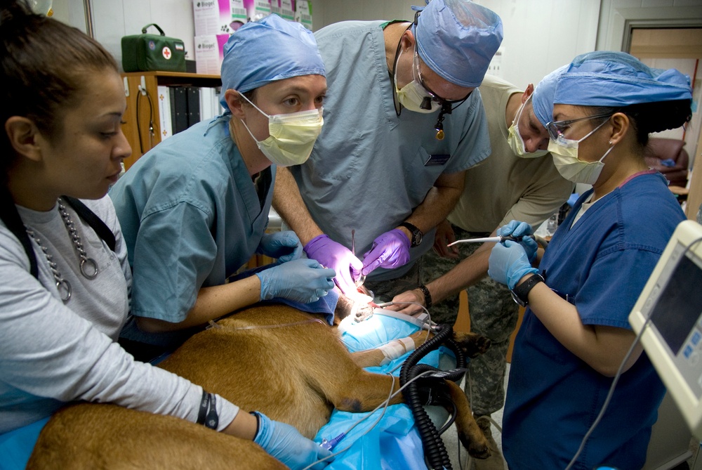 Dog dentistry