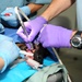 Dog dentistry