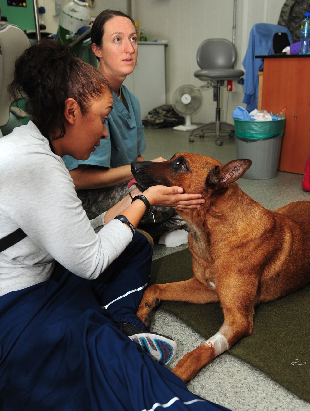 Dog dentistry