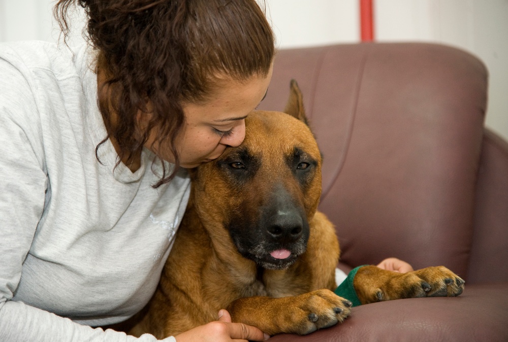 Dog dentistry