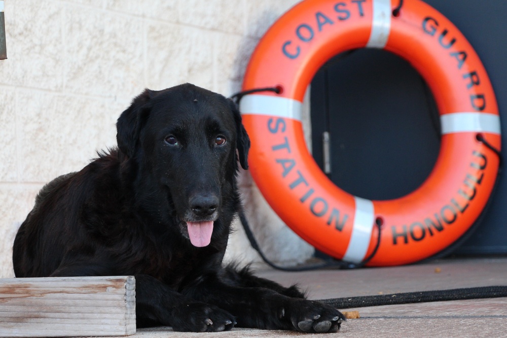 Coast Guard rescues dog