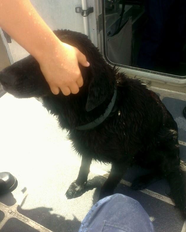 Coast Guard rescues dog