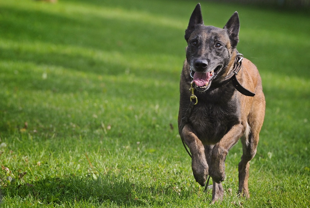 Air Force Security Forces train with K9 companions