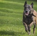 Air Force Security Forces train with K9 companions