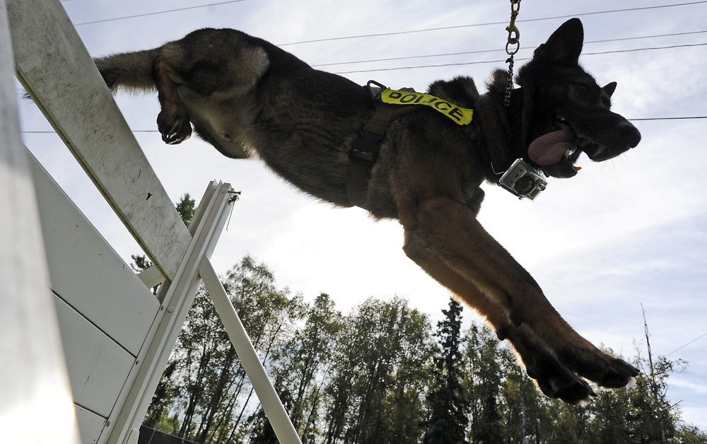 Air Force Security Forces train with K9 companions