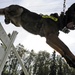 Air Force Security Forces train with K9 companions