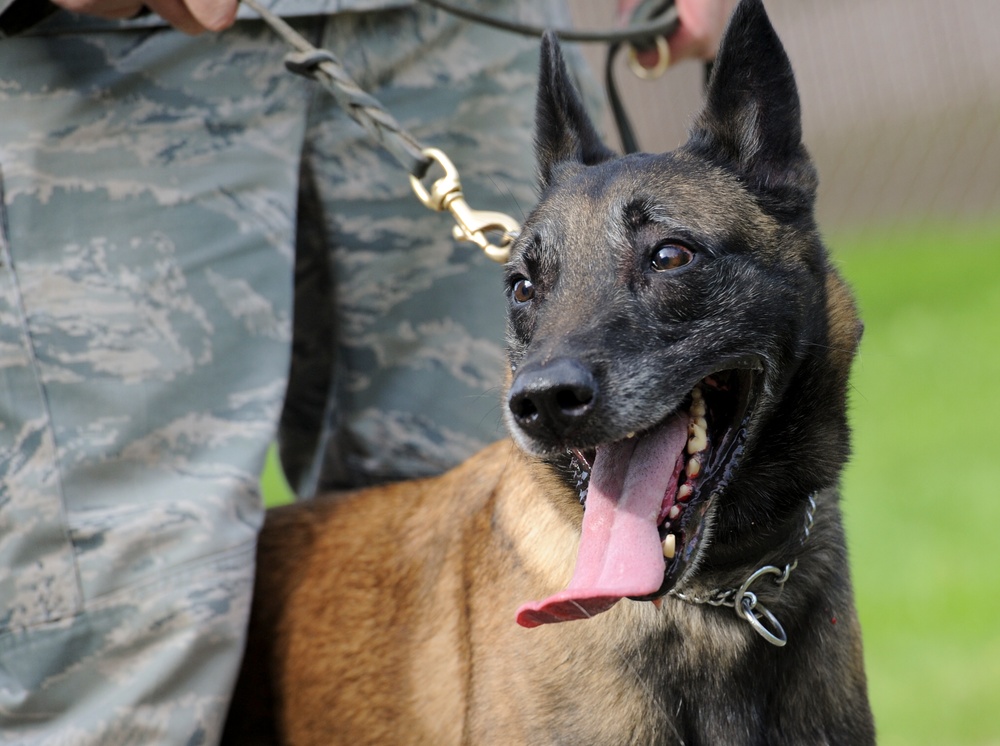 Air Force Security Forces train with K9 companions