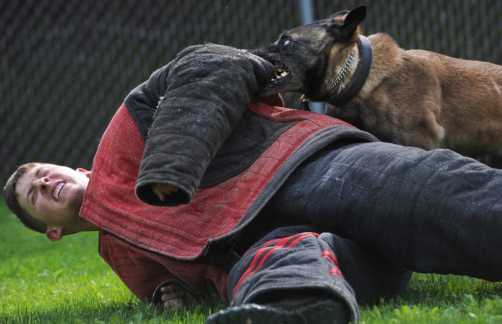 Air Force Security Forces train with K9 companions