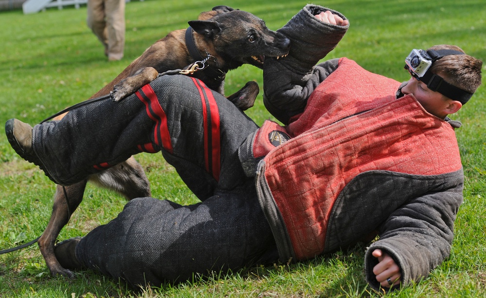 Air Force Security Forces train with K9 companions