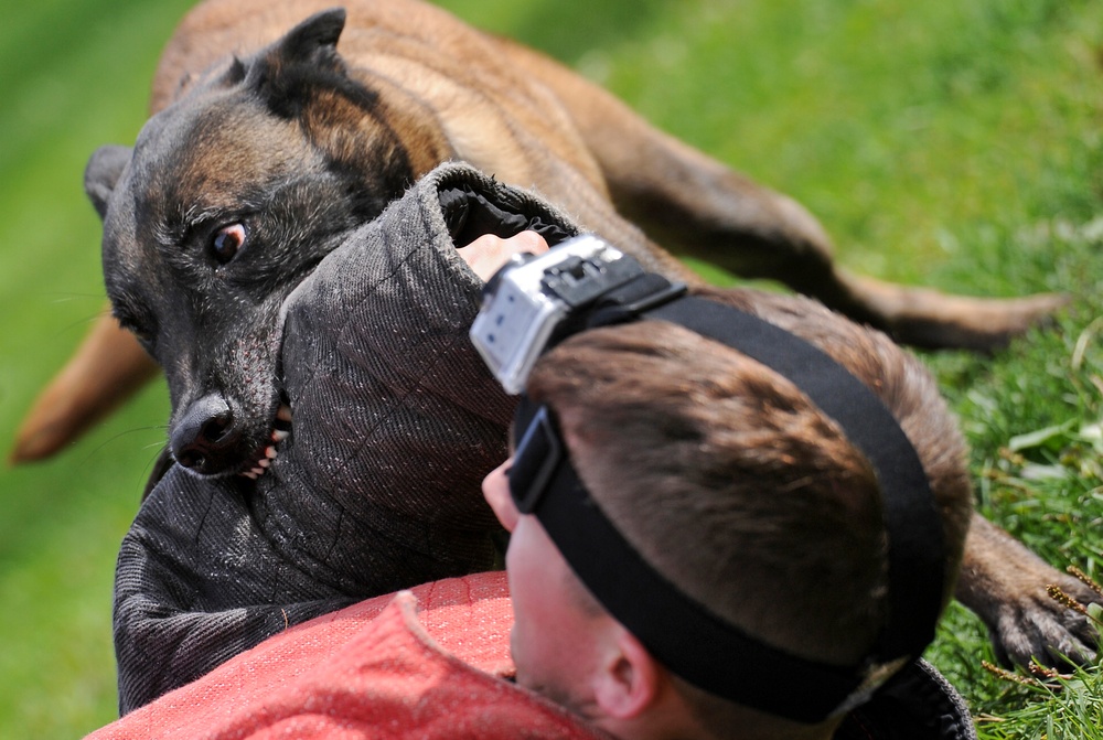 Air Force Security Forces train with K9 companions