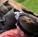 Air Force Security Forces train with K9 companions