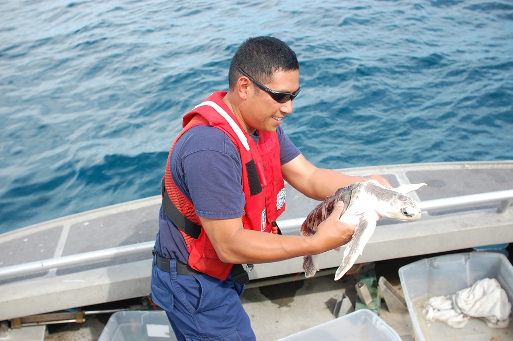 Coast Guard releases endangered sea turtles back into the Gulf of Mexico