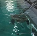 CLB-22 Marines complete helo dunker training