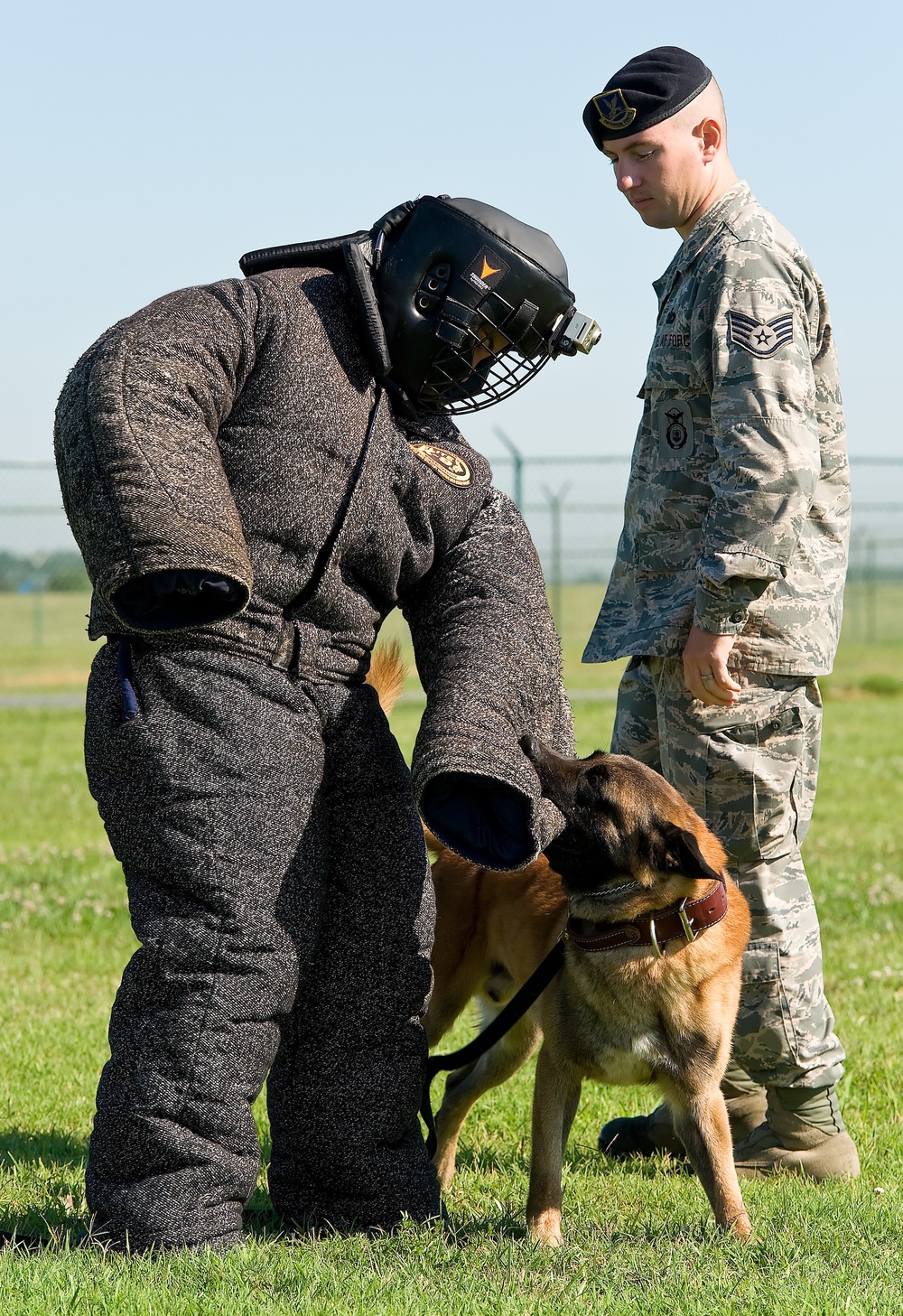 Military working dogs sink their teeth into local media