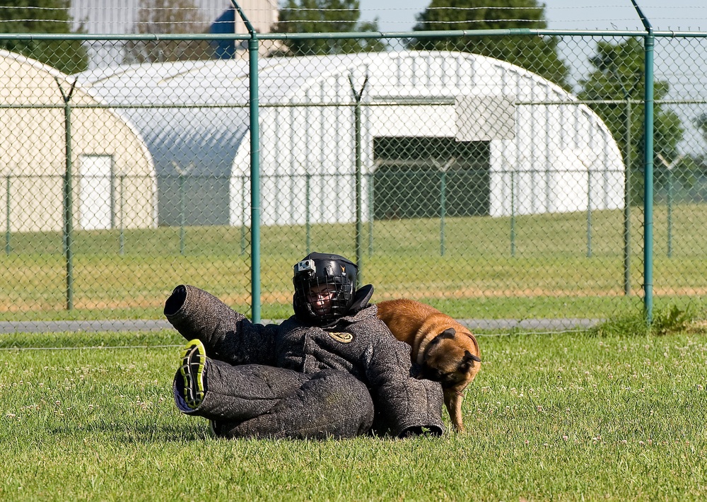 Military working dogs sink their teeth into local media