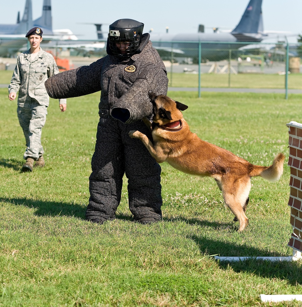 Military working dogs sink their teeth into local media