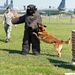 Military working dogs sink their teeth into local media