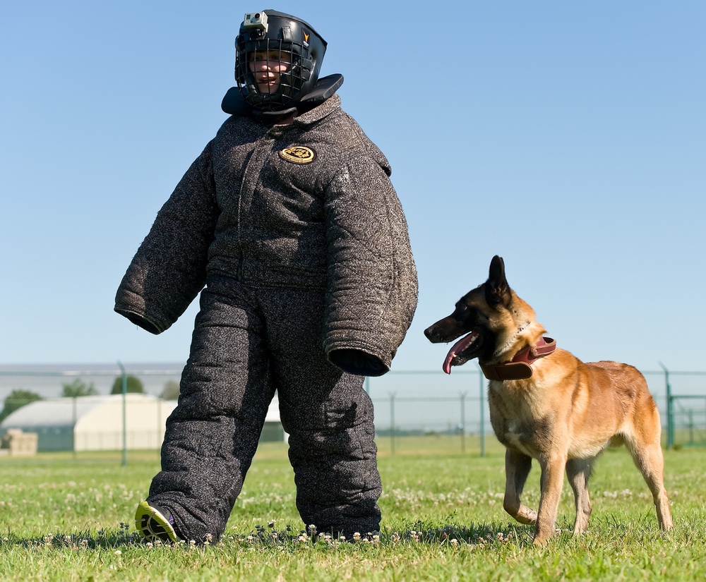 Military working dogs sink their teeth into local media