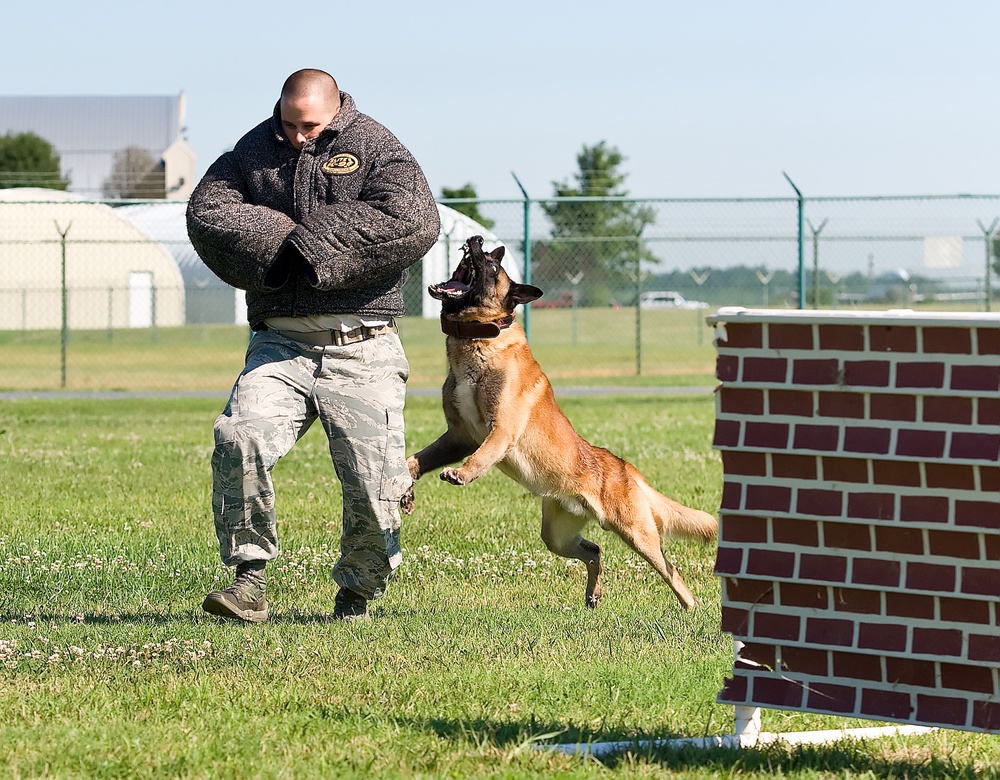 Military working dogs sink their teeth into local media