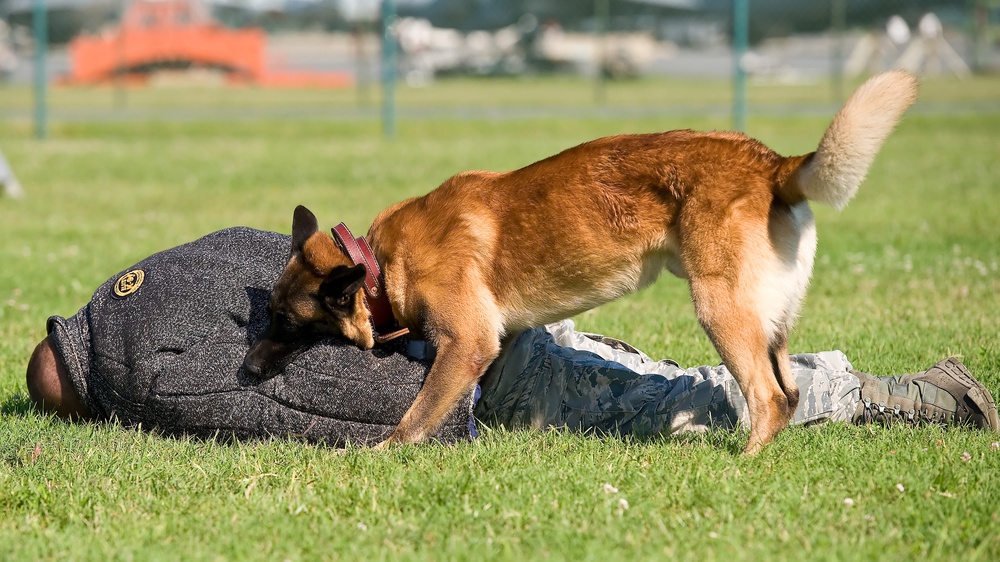 Military working dogs sink their teeth into local media