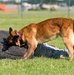 Military working dogs sink their teeth into local media
