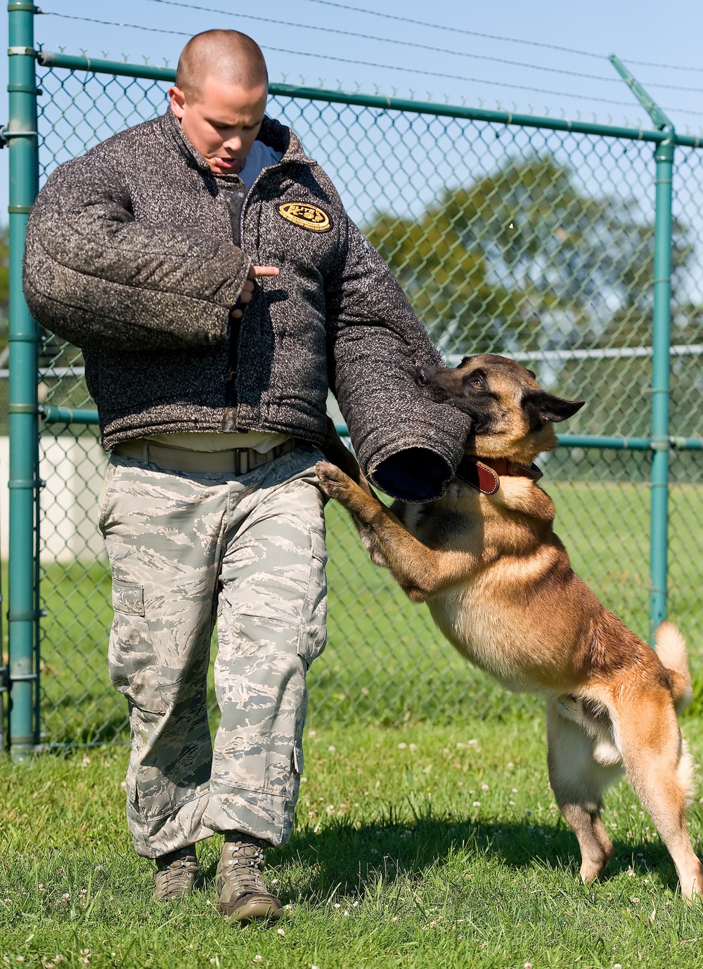 Military working dogs sink their teeth into local media
