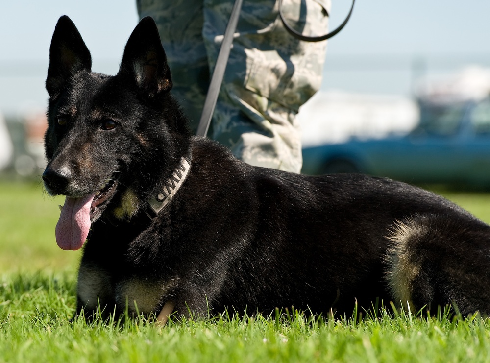 Military working dogs sink their teeth into local media