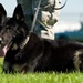 Military working dogs sink their teeth into local media