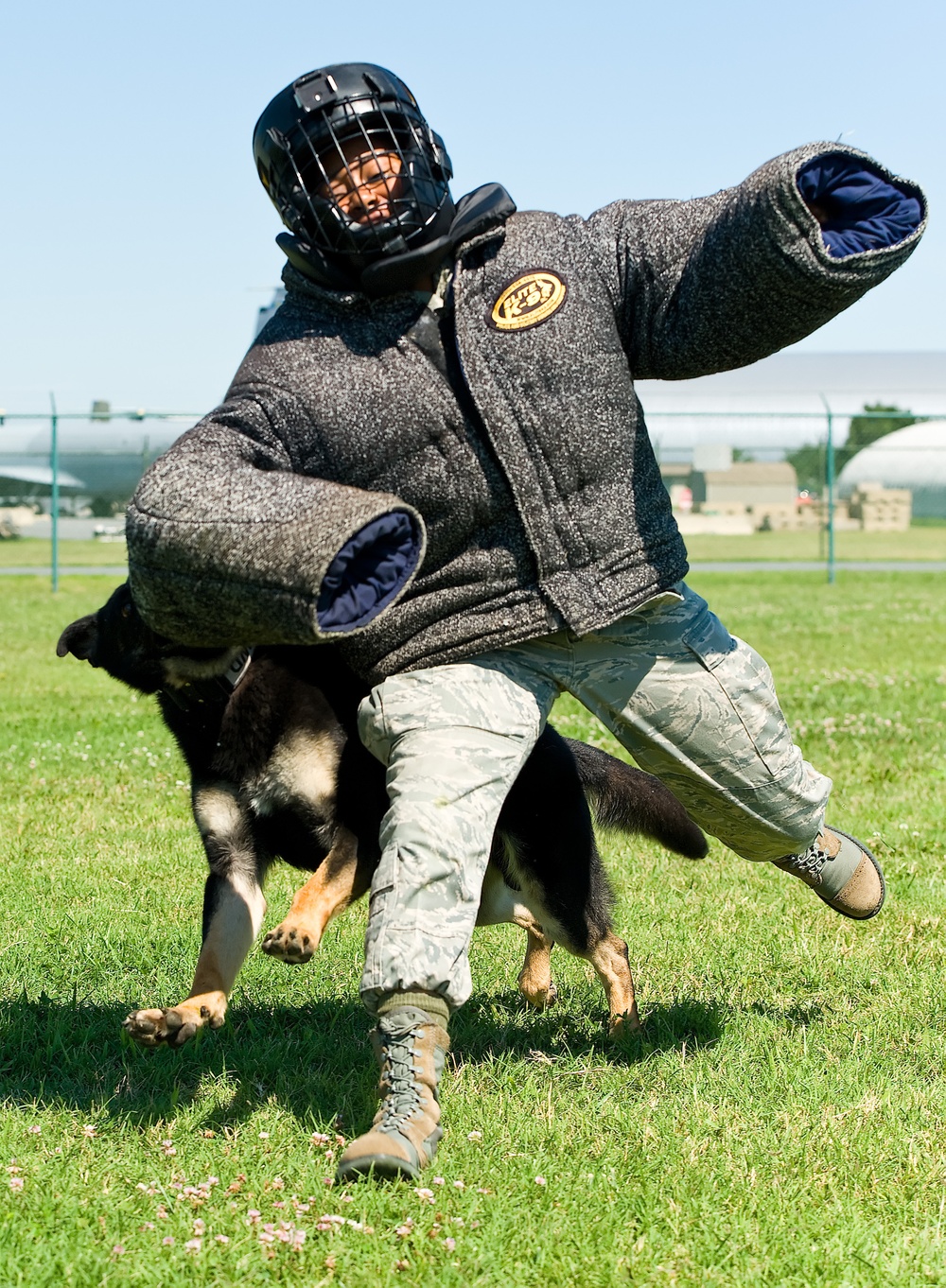 Military working dogs sink their teeth into local media