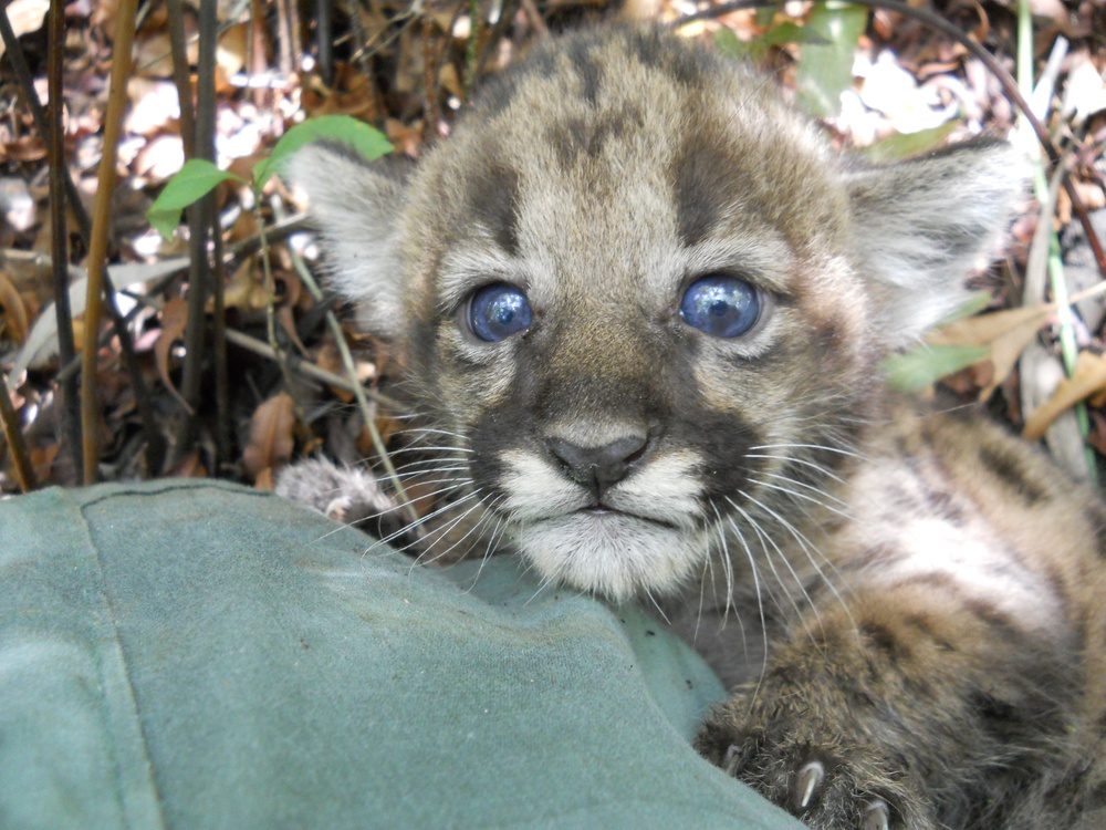 It’s a girl! Kitten born to rescued and released Florida panther