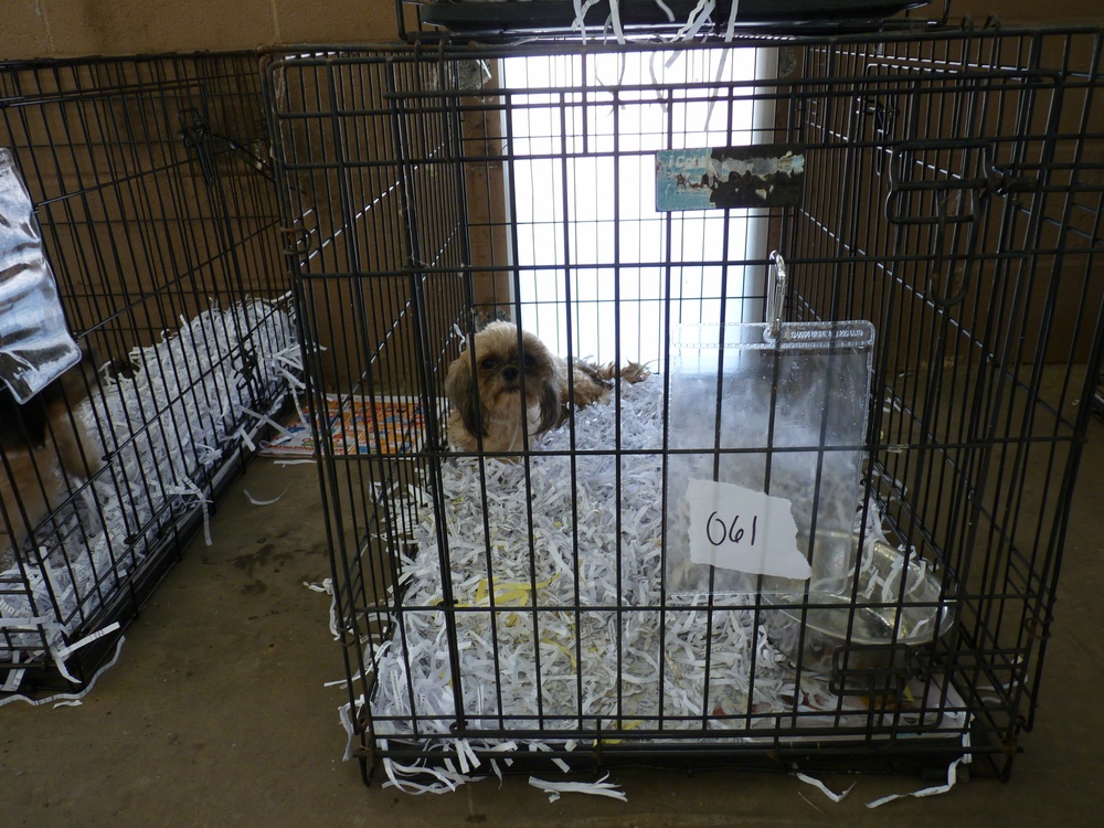 SC Military Department helps rescue efforts of over 150 puppies at suspected puppy mill