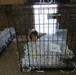 SC Military Department helps rescue efforts of over 150 puppies at suspected puppy mill