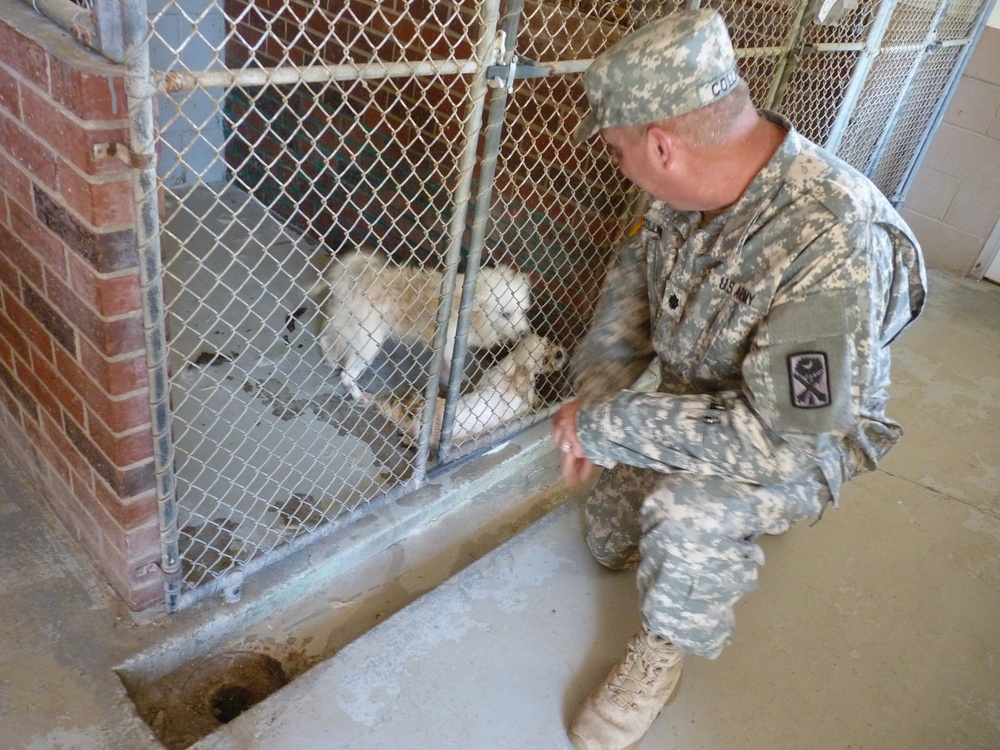 SC Military Department helps rescue efforts of over 150 puppies at suspected puppy mill