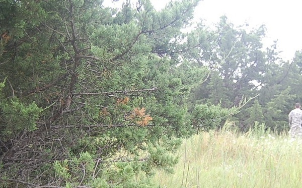 The image shows an outdoor field or meadow environment with tall grass and dense tree line in the background. Two individuals wearing camouflage military-style uniforms are visible in the middle distance, walking through or standing in the grassy area. The foreground is dominated by a large shrub or small conifer tree on the left side.