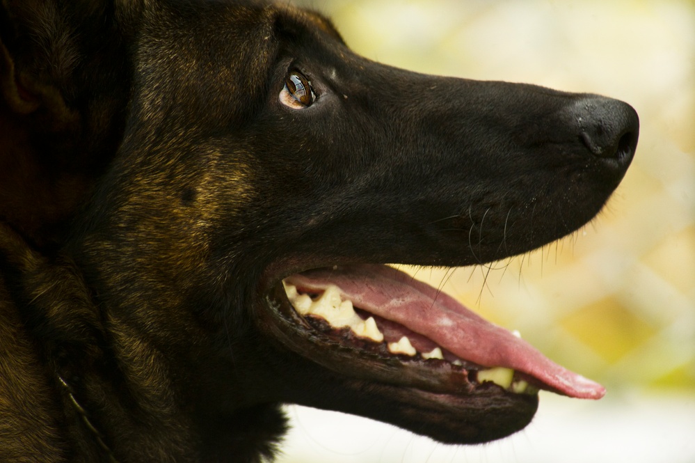 2013 North Dakota Peace Officer Association K-9 Police Trials