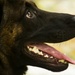 2013 North Dakota Peace Officer Association K-9 Police Trials
