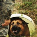2013 North Dakota Peace Officer Association K-9 Police Trials