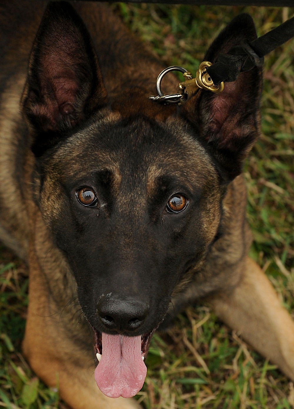 2013 North Dakota Peace Officer Association K-9 Police Trials