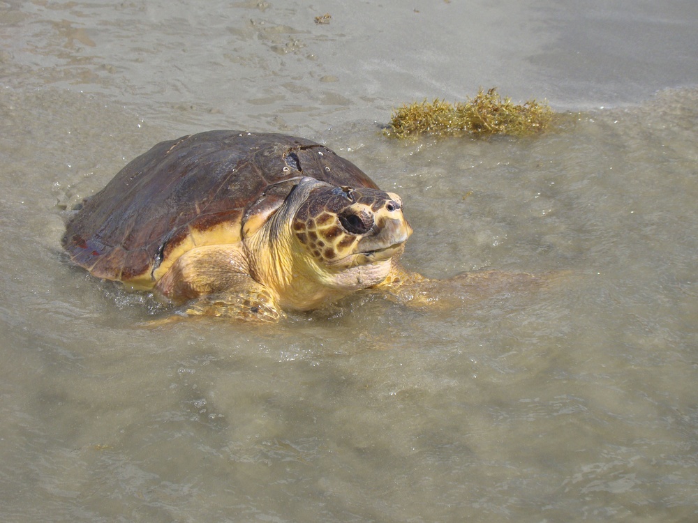 Coast Guard members support release of 7 endangered turtles at Texas beach