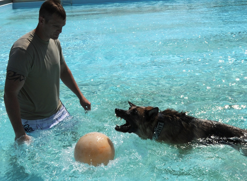 Security Forces conducts K-9 water training