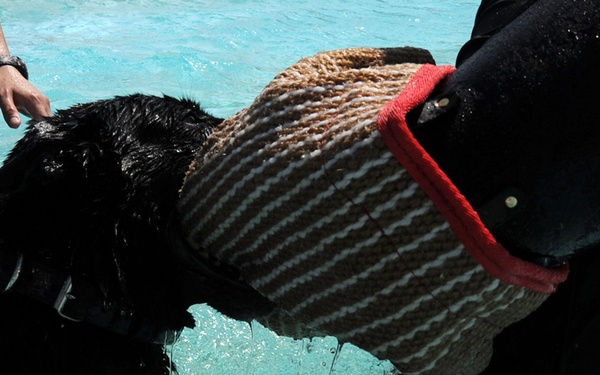 Security Forces conducts K-9 water training