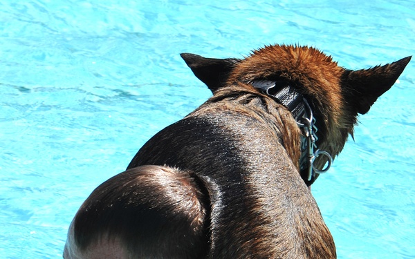 Security Forces conducts K-9 water training